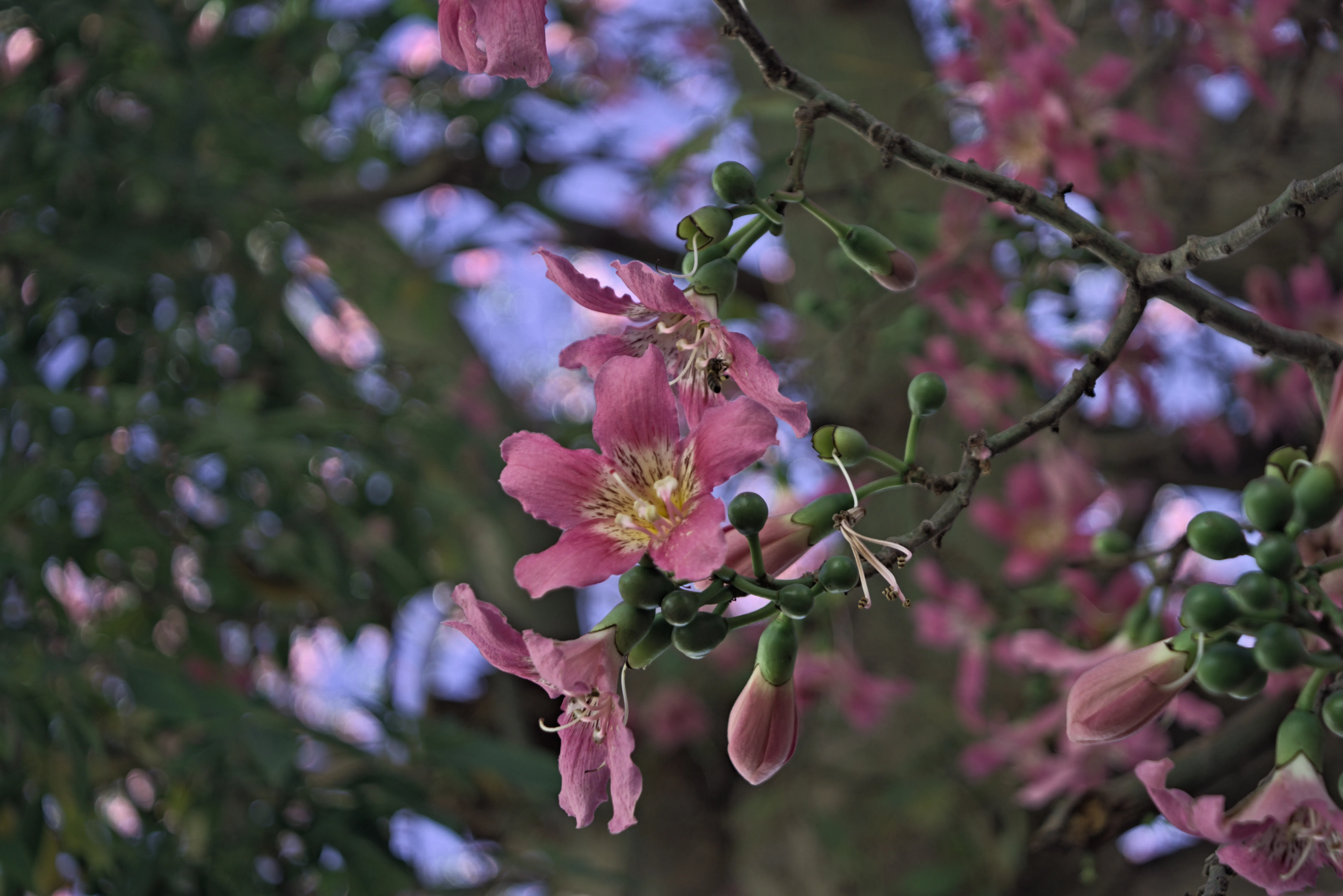 Industar-50-2 50mm f3.5 (M42) - _I4A0918.webp